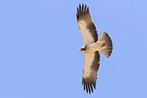 African Wildlife Animals Impressions: Booted Eagle