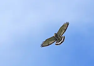 Impression encadrée : Breedvleugelbuizerd, Buse à ailes larges, Buteo platypterus en vol. Colombie.