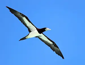 Blue Sky Nature Scenes Impressions: Brown Booby, Sula leucogaster plotus