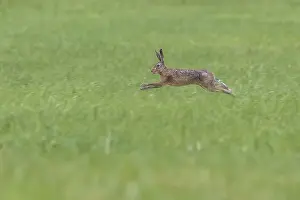Brown Hare Impressions: Brown Hare