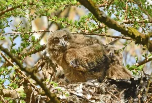Eurasian Eagle Owl Habitat Impressions: Bubo bubo