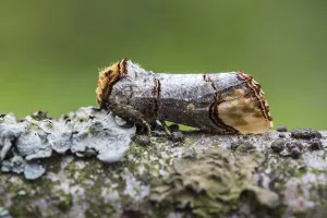 European Moths Impressions: Buff-tip; Phalera bucephala