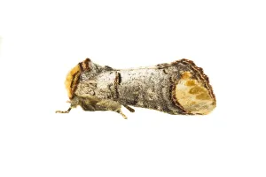 Close Up Insect Photography Impressions: Buff-tip; Phalera bucephala