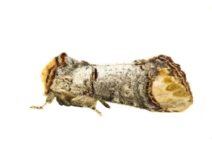 Notodontidae Species Impressions: Buff-tip; Phalera bucephala
