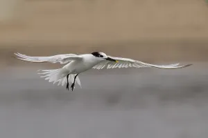 Impression encadrée : Le tern de Cabot.