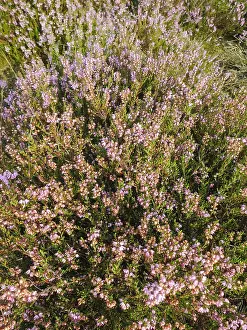 Europe Flora Impressions: Close up of Heather