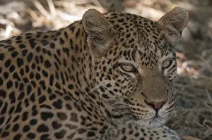 Leopard Portrait Impressions: Close up portrait of a leopard