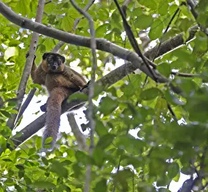 Tropical Forest Wildlife Impressions: Collared brown lemur, Eulemur collaris
