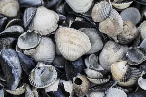 European Marine Life Impressions: collection of shells