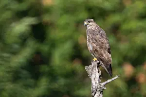 Buteo Buteo Species Impressions: Common Buzzard