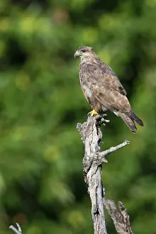 European Raptor Impressions: Common Buzzard