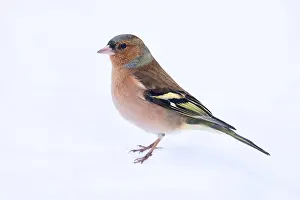 Winter Plumage Birds Impressions: Common Chaffinch