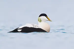 Common Eider Bird Impressions: Common Eider