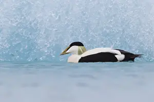 Common Eider Bird Impressions: Common Eider