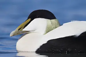 Common Eider Impressions: Common Eider