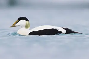 Common Eider Impressions: Common Eider