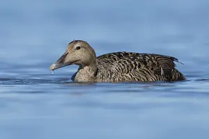 Common Eider Bird Impressions: Common Eider