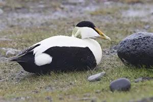 Common Eider Bird Impressions: Common Eider