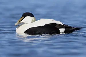 Common Eider Bird Impressions: Common Eider