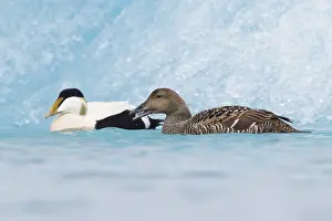 Common Eider Bird Impressions: Common Eider