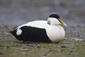 Common Eider Impressions: Common Eider