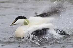 Common Eider Bird Impressions: Common Eider