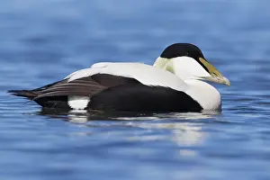 Common Eider Impressions: Common Eider
