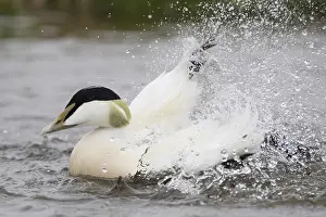 Common Eider Bird Impressions: Common Eider