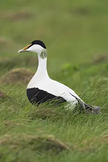 Common Eider Bird Impressions: Common Eider