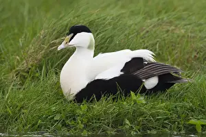 Common Eider Impressions: Common Eider
