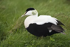 Common Eider Bird Impressions: Common Eider