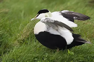 Common Eider Impressions: Common Eider