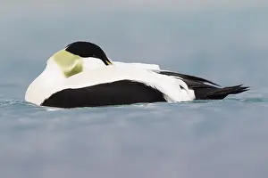 Wild Ducks Impressions: Common Eider