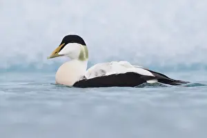 Common Eider Bird Impressions: Common Eider