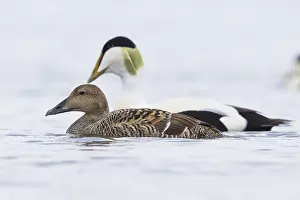 Common Eider Impressions: Common Eider
