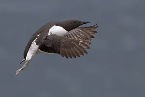 Alcidae Bird Species Impressions: Common Murre