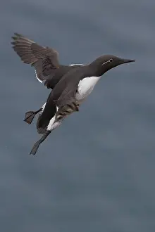 European Birds In Flight Impressions: Common Murre
