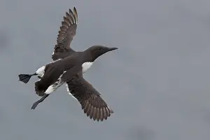 Charadriiformes Order Birds Impressions: Common Murre