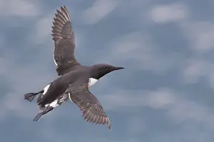 Charadriiformes Species List Impressions: Common Murre