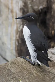 Wildlife Nature Photos Impressions: Common Murre