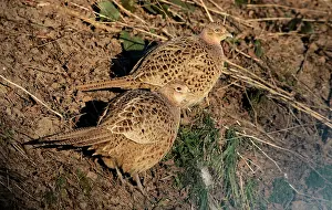Outdoor Nature Scenes Impressions: Common Pheasant, Phasianus colchicus