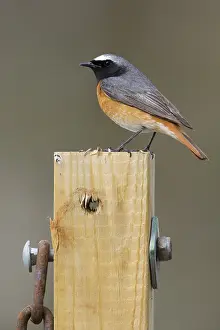 Common Redstart Bird Impressions: Common Redstart