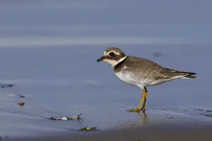 Nature Wildlife Images Impressions: Common Ringed Plover