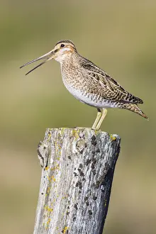Common Snipe Impressions: Common Snipe