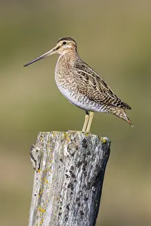 Common Snipe Impressions: Common Snipe