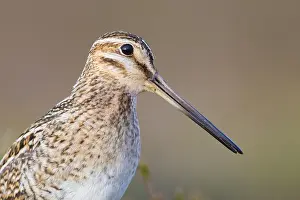 Wild Animal Portrait Photography Impressions: Common Snipe