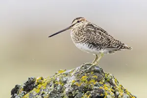 Shorebird Species Impressions: Common Snipe