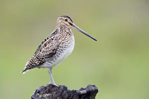 Charadriiformes Order Birds Impressions: Common Snipe