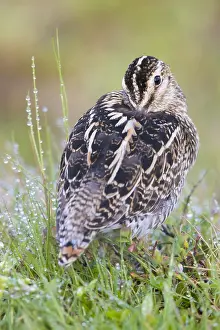 Charadriiformes Species List Impressions: Common Snipe