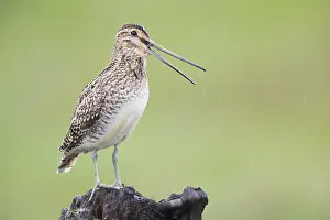 Shorebird Species Impressions: Common Snipe
